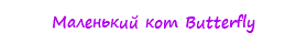 Маленький кот Butterfly